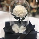 White Eternal rose in glass dome