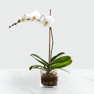 Phalaenopsis Root in Glass