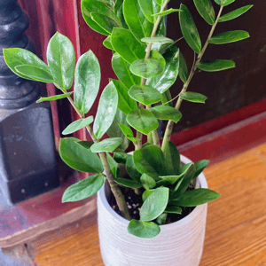 Zamia with flowerpot