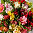 Alstroemeria