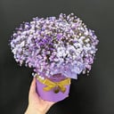 Arreglo floral 'Purple gypsophila in a hat box'