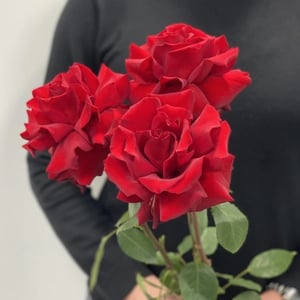 Bouquet 'French Roses'