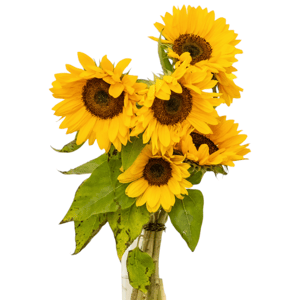 Sunflower Bouquet