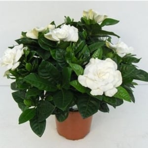 Gardenia