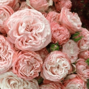 Masterskaia Anny Gromovoi "Buket"