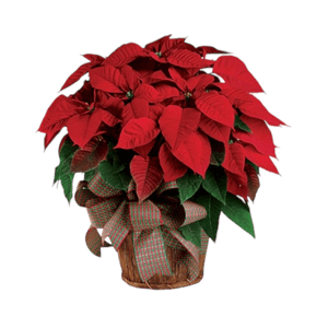 Christmas Poinsettia