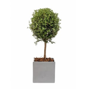 Mini tree in ceramic pot