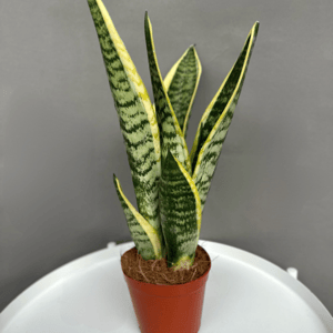 Indoor plant Sansevieria 12 cm