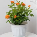 Large red blooming rose in a flowerpot
