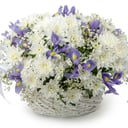 Flowers in a basket "Sky in the clouds"