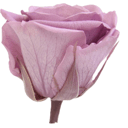 Rosa preservada lila