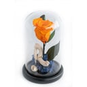 Forever Rose Orange M