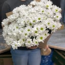 Bouquet of 15 chamomile chrysanthemums