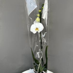 White Phalaenopsis Orchid