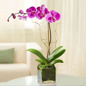 Purple Orchid Plant