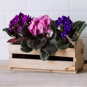 Encontro de Violetas