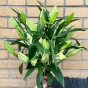 Bouquet 'Lily'