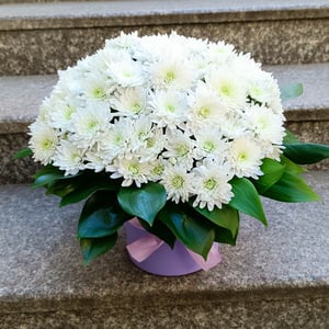 Hat box with spray chrysanthemum