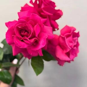 Bouquet of three French roses