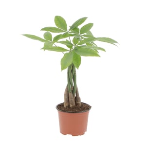 Pachira Aquatica