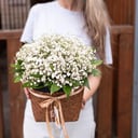 Wicker basket with gypsophila