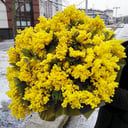 Bouquet 'Lush mimosa'