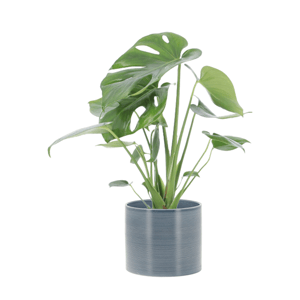 Monstera