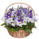 Freshness of the morning