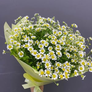 Bouquet of daisies