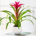 Guzmania