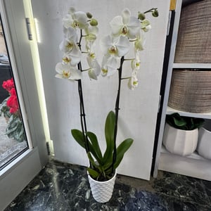 Phalenopsis 2 branches