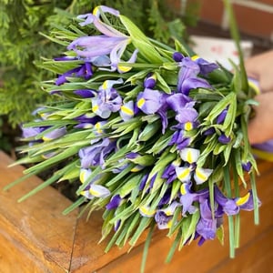 Ramo 'Bright accent'