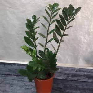 Zamioculcas