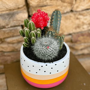 Cactus