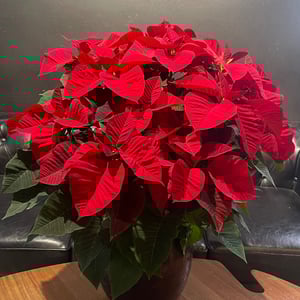 Euphorbia pulcherrima XL