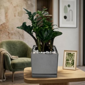 Zamioculcas Zenzi Beetle in vaso