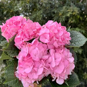 Bouquet 'Pink hydrangea'