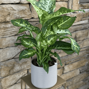 Dieffenbachia with flowerpot