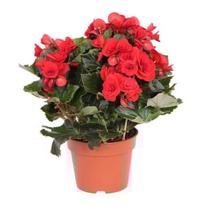 Begonia Elator Baladin