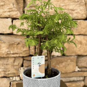 Bonsai Green