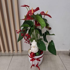 Reinigende exotische rote Anthurie