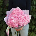 Bouquet of pale pink hydrangea Lorea