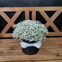 Blumenbox 'Hutschachtel mit weißem Schleierkraut'