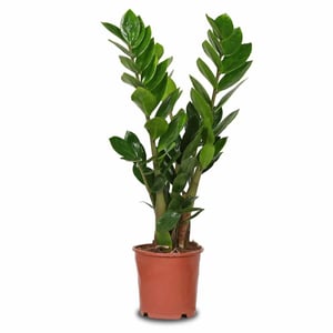 Zamioculcas