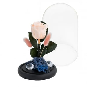 Forever Rose Peach M