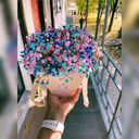 Gypsophila Composition