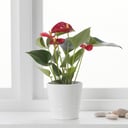 Anthurium