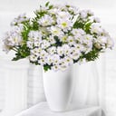 Bouquet 'Chamomile field'