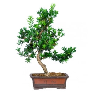 Bonsai tree in ceramic pot XL