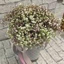 Hat box with flowers 'Gypsophila in a cone'